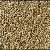 Badem Akvaryum 5 kg Aspur Sade Açık Kanarya Yemi