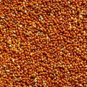 Badem Akvaryum 500 gr Dökme Kızıl Darı Kuş Yemi