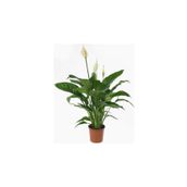 Barış Çiçeği - Spathiphyllum