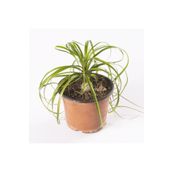 Beaucarnea Recurvata Nolina Fil Ayağı Bitkisi