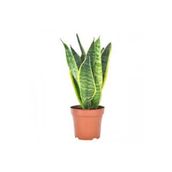 Berceste 40 cm Paşa Kılıcı Çiçeği