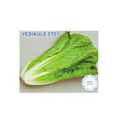Biogen 10 gr 1 Paket Yedikule Marul Tohumu