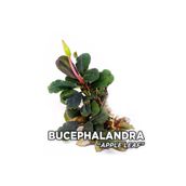 Bucephalandra Apple Leaf Saksı Canlı Bitki