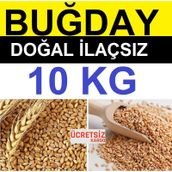 Buğday 10 Kg Yemlik Buğday Tavuk Yemi Güvercin Yemi Kanatlı Yemi