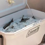Coleman Extreme 100 QT 94.6 lt Beyaz Buzluk
