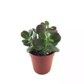 Crassula Ovata Minor Sukulent