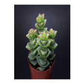 Crassula Perforata 5.5 cm mini Sukulent Saksısında Dolgun Formlu Teraryum ve Sukulent