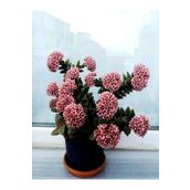 Crassula Springtime Katlı Çiçek Açan Sukulent Bitkisi