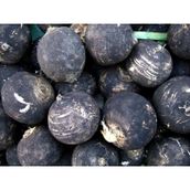 Doğal 30 Tohum Black Prince Turp Tohumu