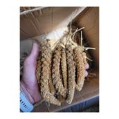 Doğal Dal Darı Protein Deposu Organik Kuş Yemi 500 gr