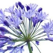E-Fidancim 5 Adet Agapanthus Afrika Nil Süseni Şefkat Çiçeği Tohumu