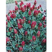 E-Fidancım 50 Adet Red Love Trifolium Çiçeği Tohumu