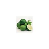 E-Fidancım Çekirdeksiz Tahiti Lime Limequat Fidanı