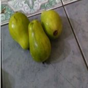 E-Fidancım Nadir Tüplü Armut Guava Fidanı