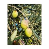 E-Fidancım Tüplü Memecik Zeytin Fidanı