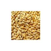 Ekodoğa Arpa 5 Kg Yemlik Arpa Kuş Yemi Tavuk Yemi Kanatlı Yemi Tavşan Yemi Doğal Yemlik Arpa