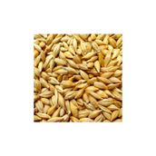 Ekodoğa Arpa Tohumu 5 Kg Doğal Tane Dane Kuş Yemi Ilaçsız