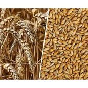 Ekodoğa Arpa Tohumu 500 Gram Doğal Arpa Tane Arpa Dane Arpa Kuş Yemi Arpa Ilaçsız Arpa