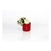 Emin Home 11 cm 0.82 lt 6 Adet Mimoza Saksı