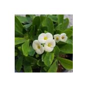 Euphorbia Milii - Beyaz Çiçekli Dikenler Tacı