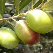 Evve Bahçe Tüplü Domat Zeytin Fidanı