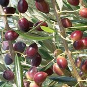 Evve Bahçe Tüplü Manzalina Zeytin Fidanı