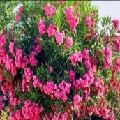 Evve Bahçe Tüplü Pembe Katmerli Çiçekli Zakkum Fidanı
