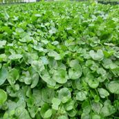 Fare Kulağı - Dichondra Repens 250 gr Çim Tohumu