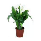 Gala Gelin Çiçeği Calla Lily Beyaz 10-20 Cm