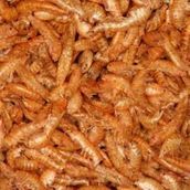 Gammarus ( Kurutulmuş Karides) Balık Ve Kaplumbağa Yemi 250 Gr