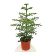 Gardenbox Gerçek Yılbaşı Ağacı Arokarya Araucaria 60-70 Cm Ev Bitkisi Ofis Bitkisi Salon Çamı