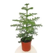 Gardenbox Gerçek Yılbaşı Ağacı Arokarya Araucaria, 60-70 cm, Ev Bitkisi, Salon Çamı