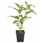 Gece Sefası Kolonya Limon Çiçeği Melisa 20-40 Cm