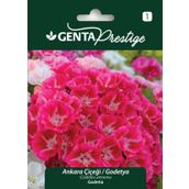 Genta Prestige Ankara Çiçeği Godetya Tohumu