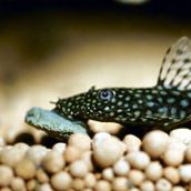 Jbl Novo Pleco 50 gr Balık Yemi