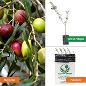 Kaptan Tarım Ayvalık Zeytin Fidanı