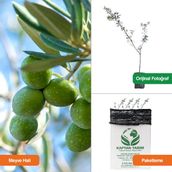 Kaptan Tarım Gemlik Zeytin Fidanı