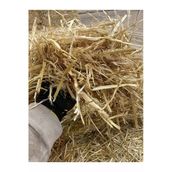 Kemirgen Saman Otu Uzun Boy (Özel Ürün) Folluk Ve Kemirgen Otu 2 Kg