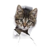 Kırık Cam Efekti Kedi Araba Oto Sticker Etiket Z6