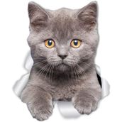Kırık Cam Efekti Kedi Araba Oto Sticker Etiket Z7