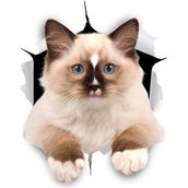 Kırık Cam Efekti Kedi Araba Oto Sticker Etiket Z8