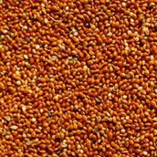 Kızıl Darı Kırmızı Darı Kuş Yemi Dökme 1 Kg