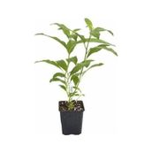 Kolonya Limon Çiçeği Melisa 20-40 Cm