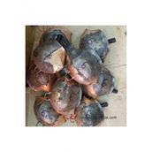 Komodo Hayvan Çanı (Zil) No 6