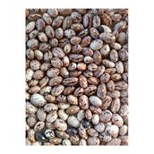 Kurmeysan 1 kg Ata Tohumu Yerli Çilli Barbunya