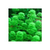 Limnophila Heterophylla Saksı Canlı Bitki