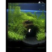 Lin Dekor 5 kg 1-2 mm Hagen Siyah Bitki Akvaryum Kumu