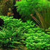 Lobelia Cardinalis Saksı Canlı Bitki