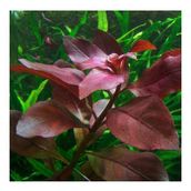 Ludwigia Repens Rubin Saksı Canlı Bitki