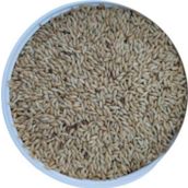 Malatya Yem Sade Kanarya Yemi-Aspur-20Kg